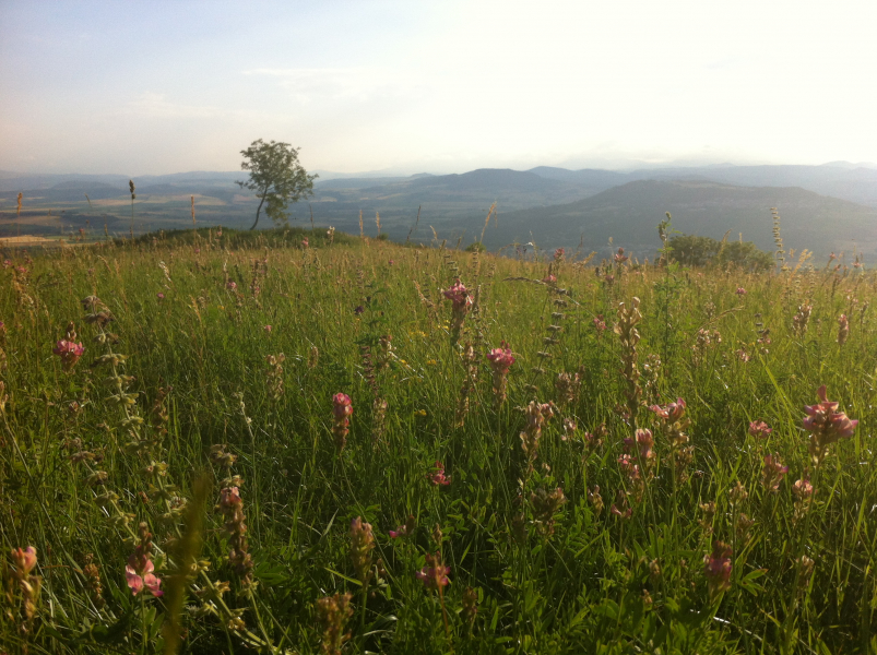 Prairie_charge_de_lumire_sur_le_Puy_Saint_Vincent